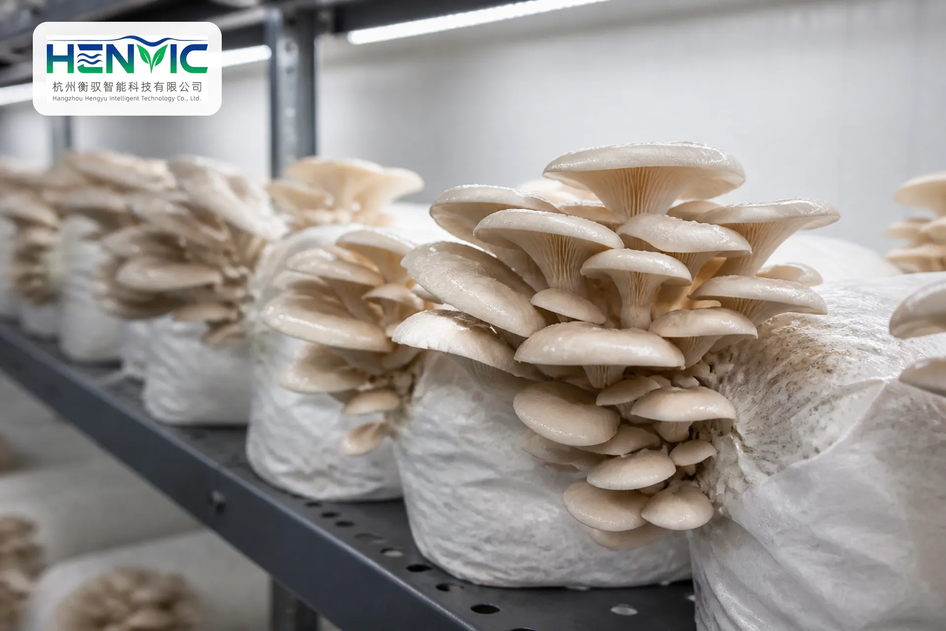 Ganoderma (medicinal mushroom) cultivation container 2
