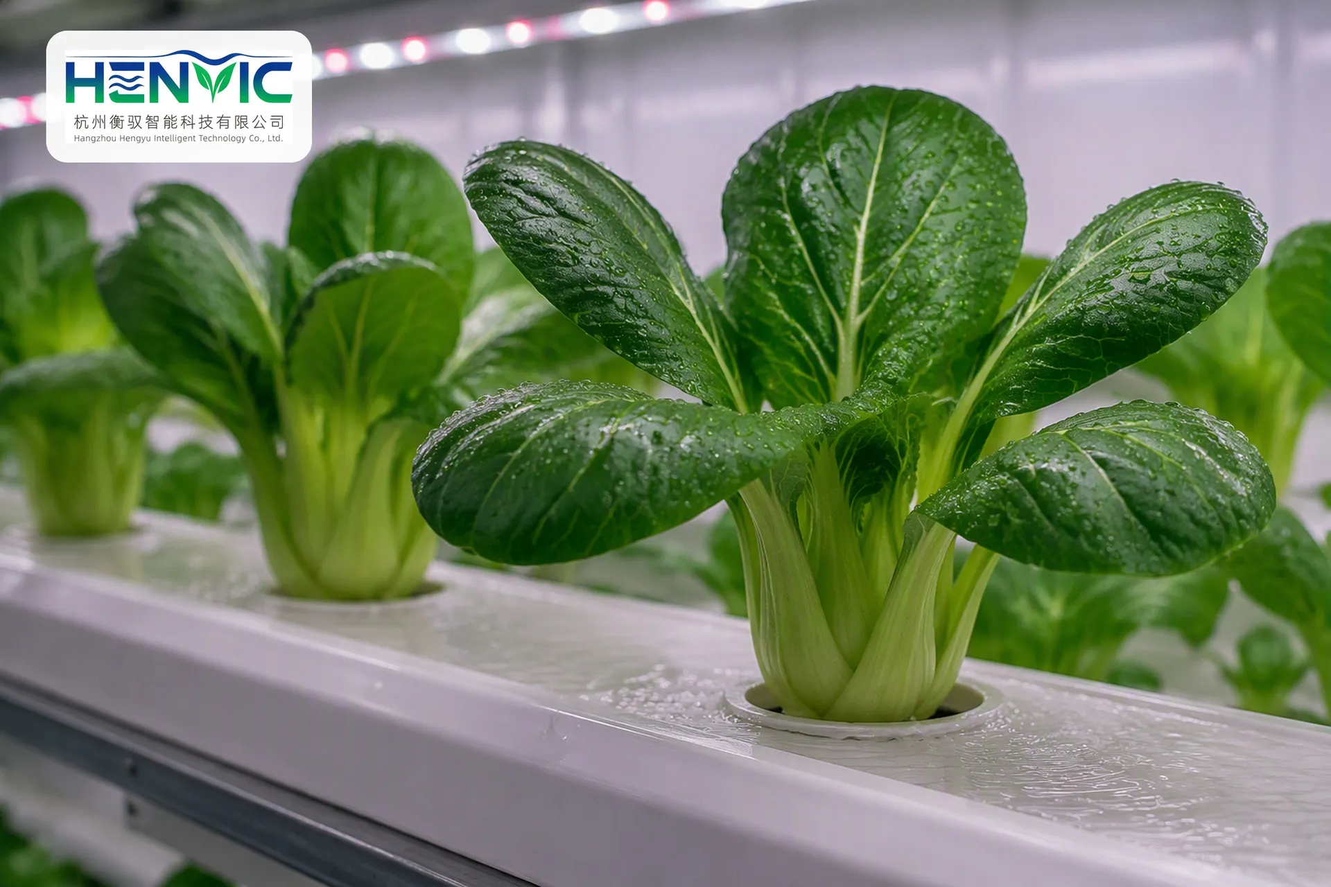 Shanghai Green / Bok Choy Hydroponic Container