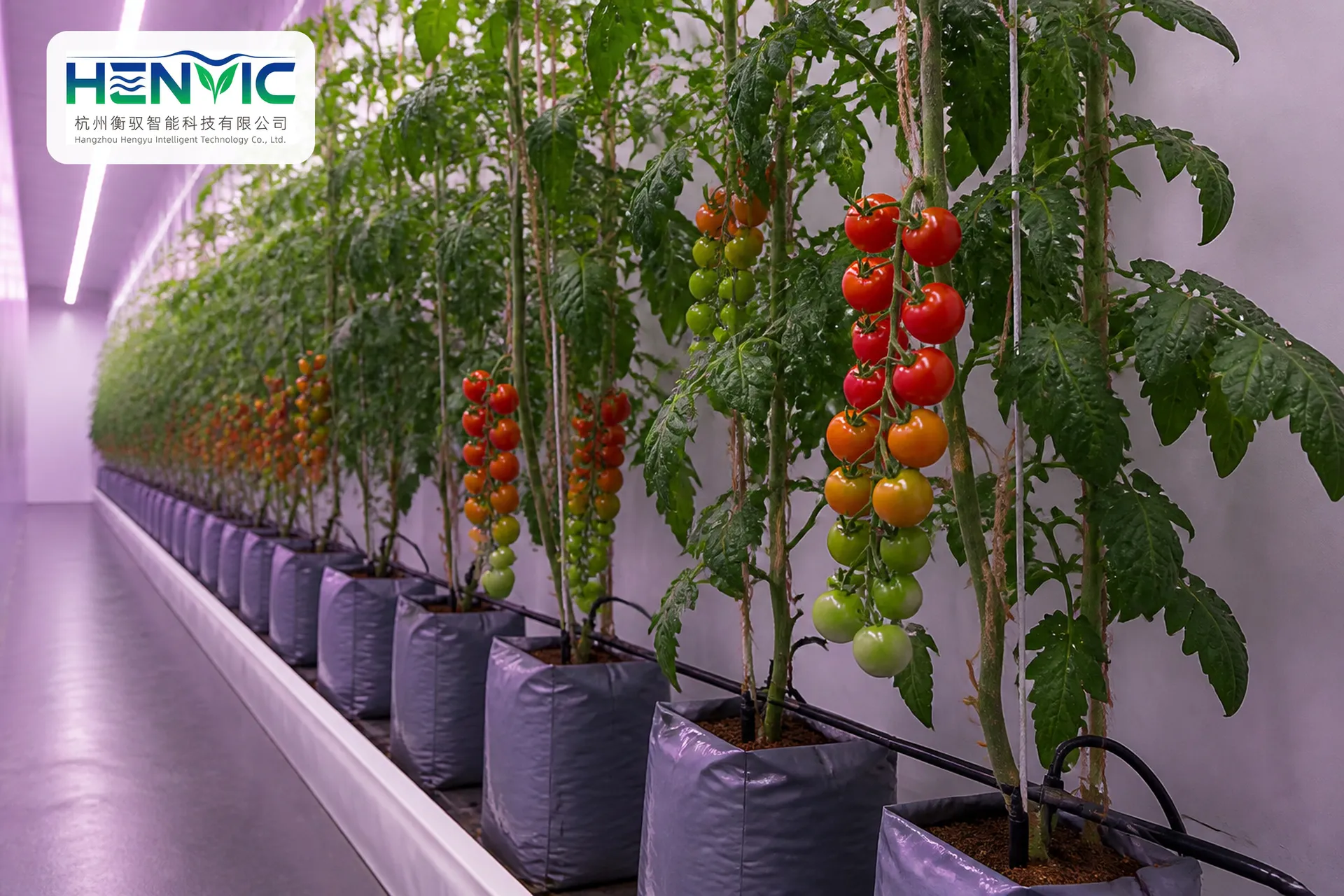 Hollow Lettuce Floating Board Cultivation Container