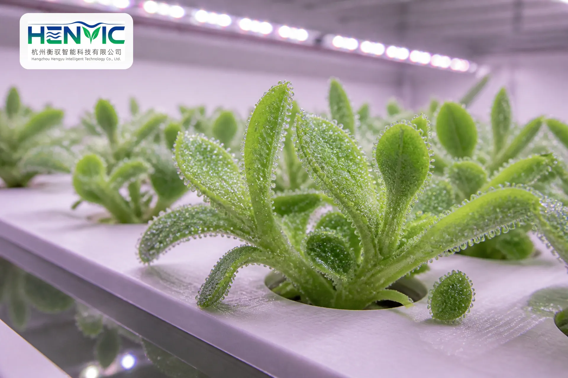 Strawberry Containerized Elevated Substrate Cultivation System