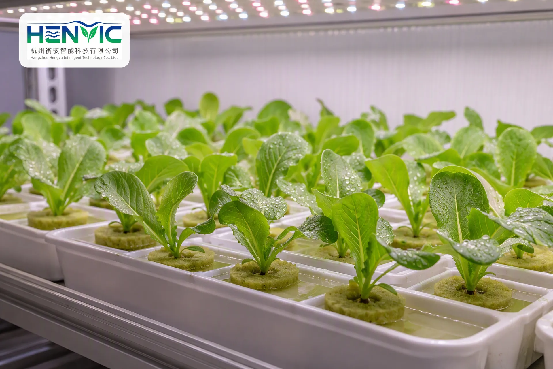 Global Case Studies: Innovative Vegetable Cultivation Containers